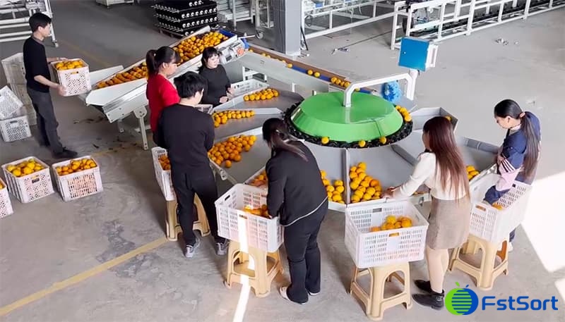 citrus grading machines.jpg citrus grading machines.jpg